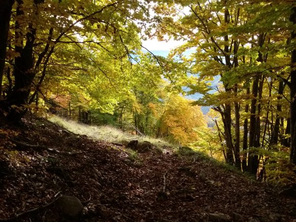 Parco Nazionale delle Foreste Casentinesi